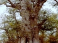 Senegal_baobab_1