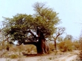 Senegal_baobab_2